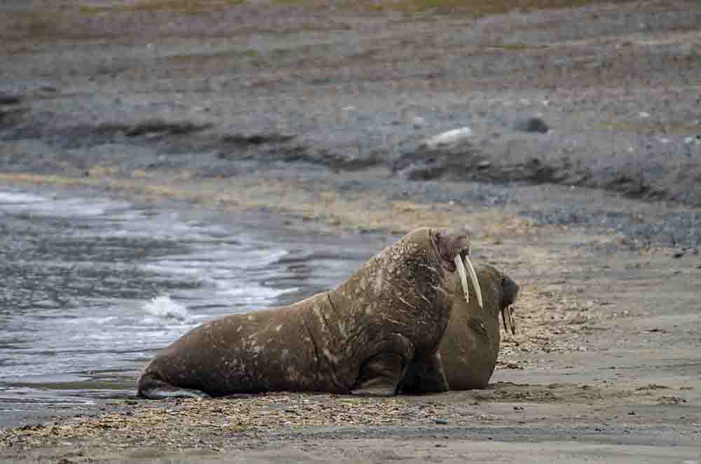 Morsa - islas Svalbard - Noruega 4.jpg